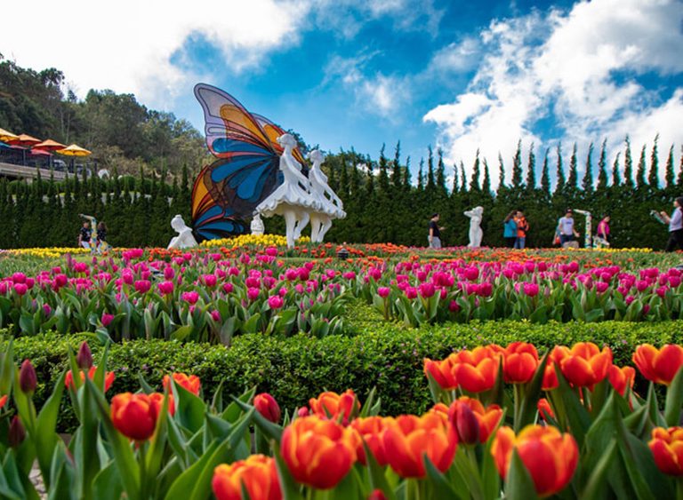 le hoi hoa tulip 6